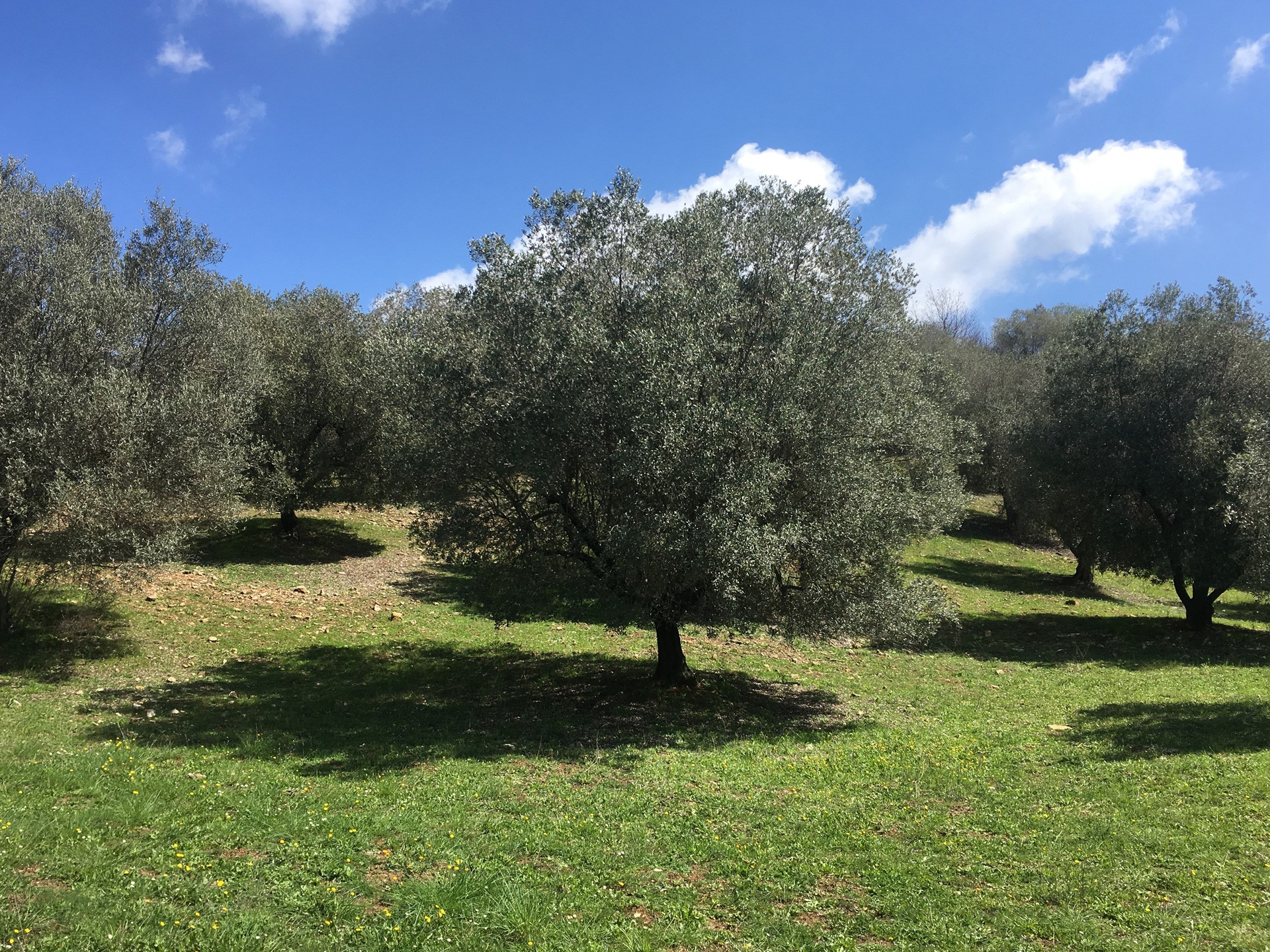 Tenuta Il Merlo